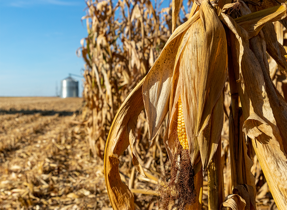 An ear of corn hangs from a drying stalk in a field of corn with a grain storage tank out of focus in the background.