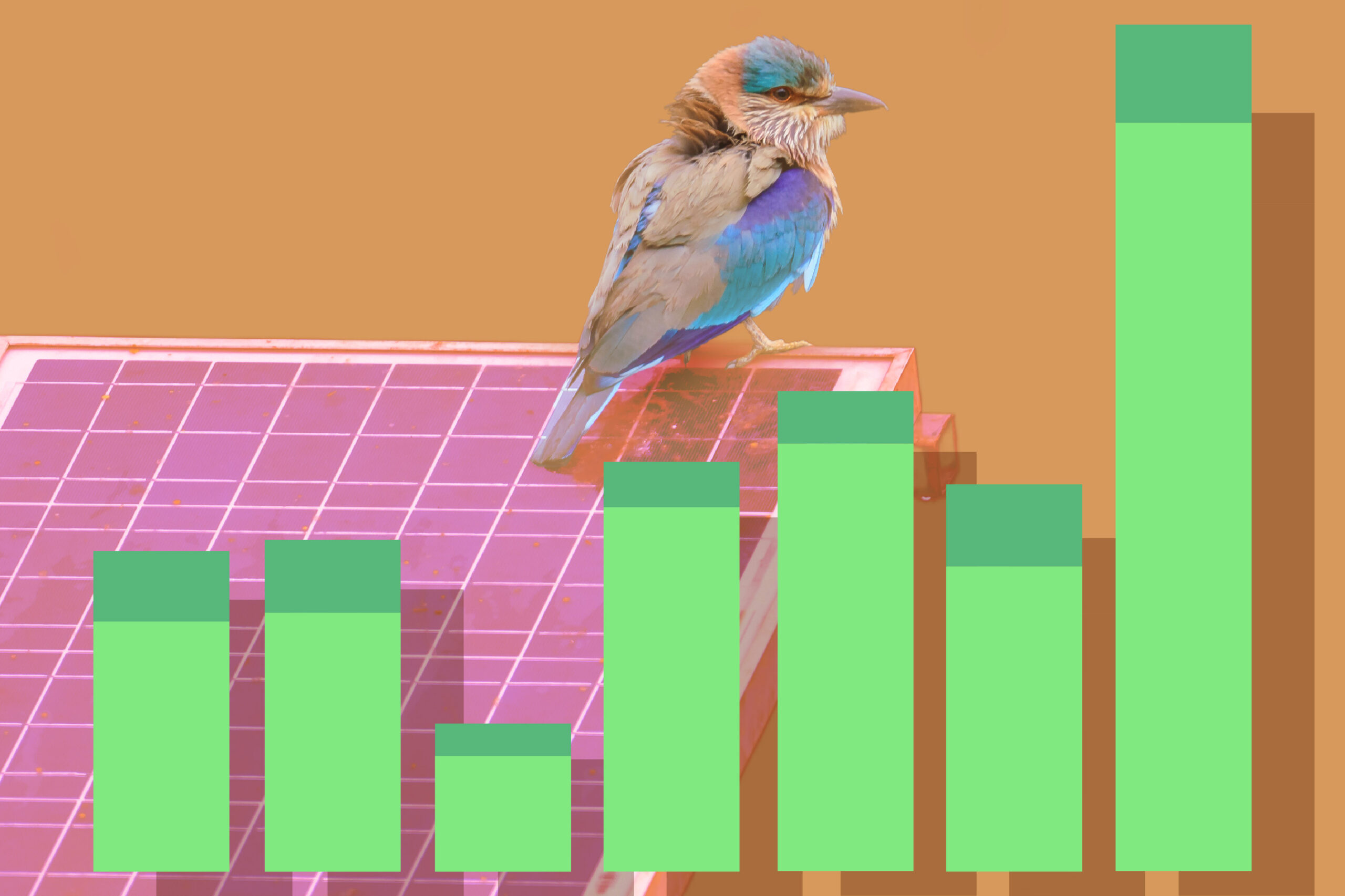 An illustration with bright green bar chart in the front with a pink solar panel in the background and a small bird with blue and purple wings perching on the panel. The background is orange.