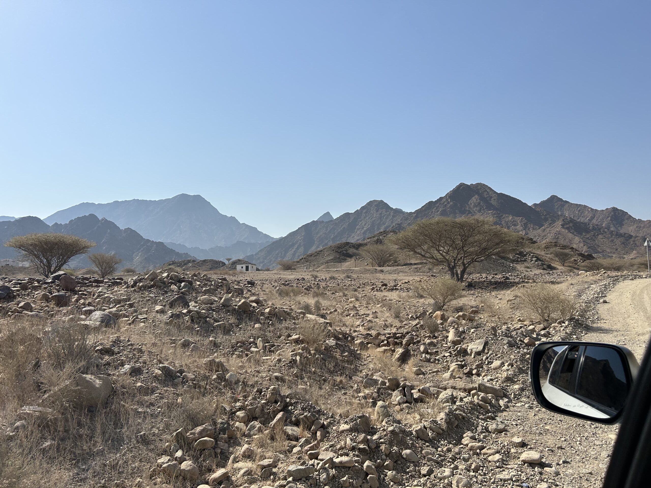Native Sidr trees, protected by UAE law, dot the rocky terrain of Hajar Mountains. Photo by Amena H. Saiyid, May 5, 2025.